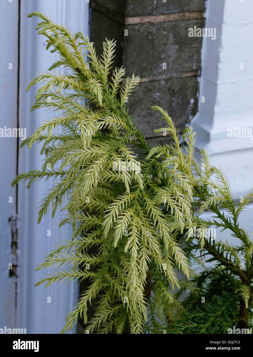 Cryptomeria japonica - `Sekkan-sugi'   CON070755 Stock Photo